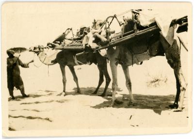 Cameleer and Camels
