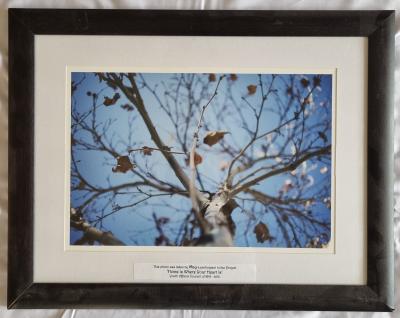 Landscape Photograph Close up of Tree from collection 'Home is Where You Heart is'