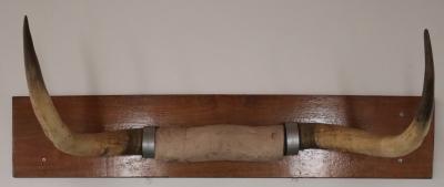 'Old Redman' Bullock Horns