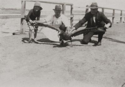Storm Petrel, Claremont Jetty