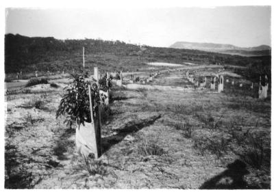 AVENUE OF HONOUR, APEX DRIVE, MOUNT CLARENCE, ALBANY C1956