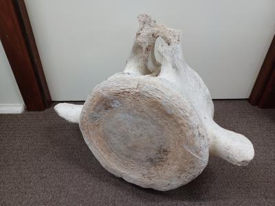 Whale Vertebrae