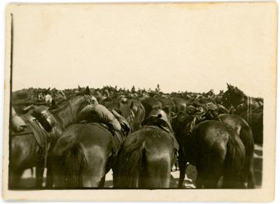 3rd Brigade Horses