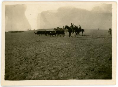 First World War Black and White Photograph of Cattle Captured at Beersheba