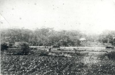 CHINESE VEGETABLE GARDEN ON CHARLES TUCKFIELD'S LAND, ALBANY c1895