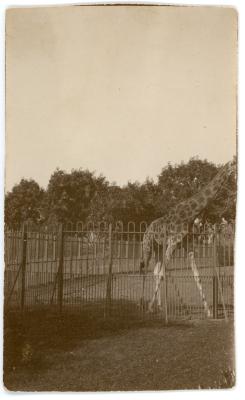 First World War Photograph of a Giraffe at the Giza Zoo, Cairo
