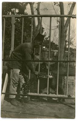 First World War Photograph of a Zoo Keeper Feeding Hippopotamus, Giza Zoological Gardens
