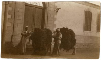 First World War Photograph of Egyptian Males with Donkeys Loaded with Hay