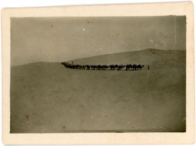 First World War Black and White Photograph of Camel Transport in the Desert