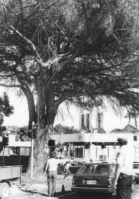 Pine Tree, Queenslea Drive, Claremont