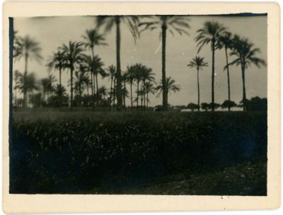 First World War Black and White Photograph of Egyptian Landscape