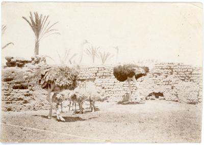 First World War Black and White Photograph of the Matarieh Ostrich Farm in Cairo