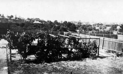 Grapevines in the backyard of the Curtin Family Home, Cottesloe