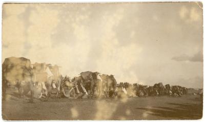 First World War Photograph of Camel Corps Lines