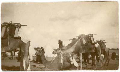 First World War Black and White Photograph of Saddled Camels Ready for Loading