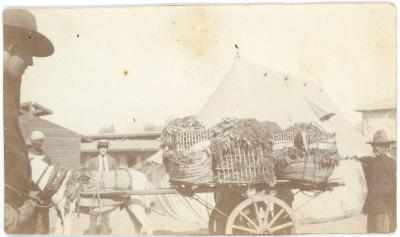 First World War Black and White Photograph of a Donkey Led Cart Carrying Vegetable Supplies