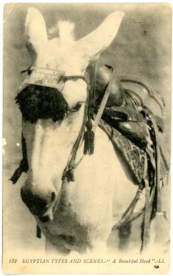 First World War Postcard of ‘Egyptian Types and Scenes - Donkey’, Egypt