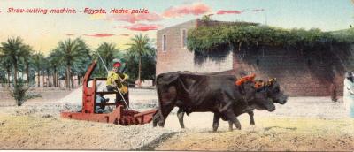 World War 1 , Middle East, 1915