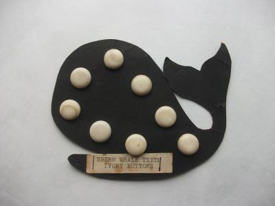 SCRIMSHAW Sperm Whale Ivory Buttons