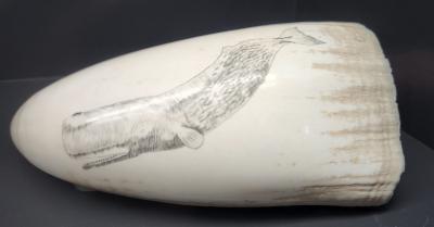 SCRIMSHAW (SPERM WHALE)