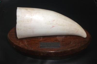 MOUNTED SPERM WHALE TOOTH