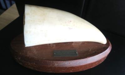 MOUNTED SPERM WHALE TOOTH