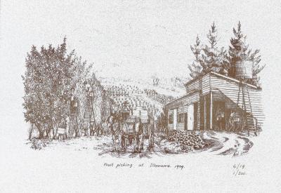 Fruit picking at Illawarra 1901