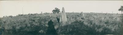 Giant ant hills, East Kimberley