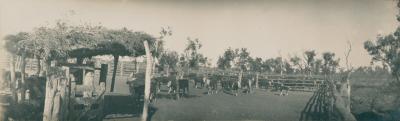 Roebuck Plains Station cattle yard