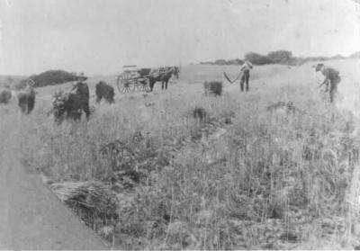 Cutting hay on Carob Bean Hill Christmas 1912