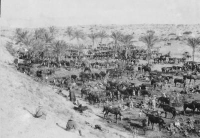 World War 1, Middle East, Stewart, 10 Australian Light Horse, 1918