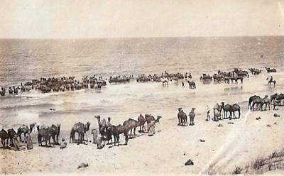 World War 1, Middle East, 10 Australian Light Horse, 1917