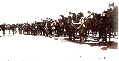World War 1, Middle East, 10 Australian Light Horse, 1918