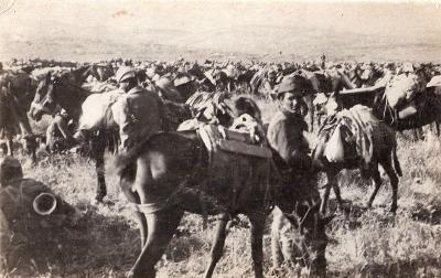 World War 1, Middle East, 10 Australian Light Horse, 1918