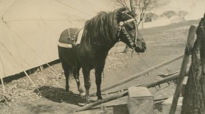 World War 1 , Middle East, 10 Australian Light Horse, 1918