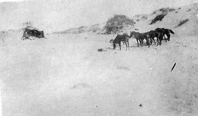 World War 1, Middle East, 10 Australian Light Horse, 1917