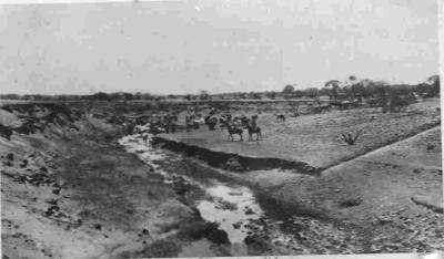 Cattle Muster at Mt Hill Station