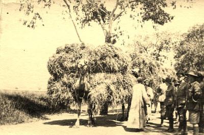 World War 1, Middle East, 3 Australian General Hospital, 1916