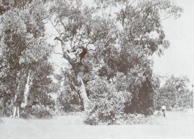 World War 1, Australia, Western Australia, Perth, Anzac Cottage,1916