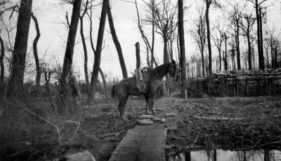 World War 1, Europe Belgium Ploegsteert Wood, 1918
