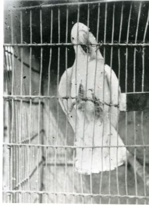 Inter War, Australia, Western Australia, Artillery Barracks. Jimmy the Cockatoo,1936