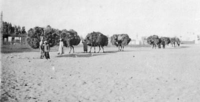 World War 1, Middle East, 10 Australian Light Horse, 1918