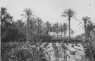 World War 1, Middle East, 10 Australian Light Horse, 1917