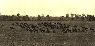 World War 1, Australia Western Australia Upper Swan, AFA, 1914