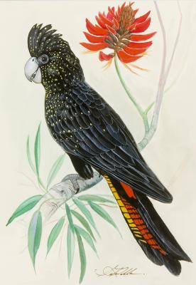 Black Cockatoo