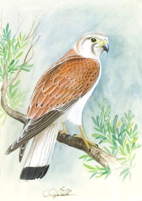 Kestrel