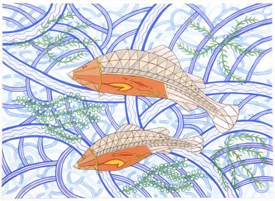 Saltwater Barramundi