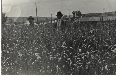 TOODYAY SCHOOL; WHEAT CROP; TWO MEN STANDING WITHIN