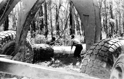 Men attaching log with cable in bush