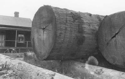 Logs at Nannup Mill